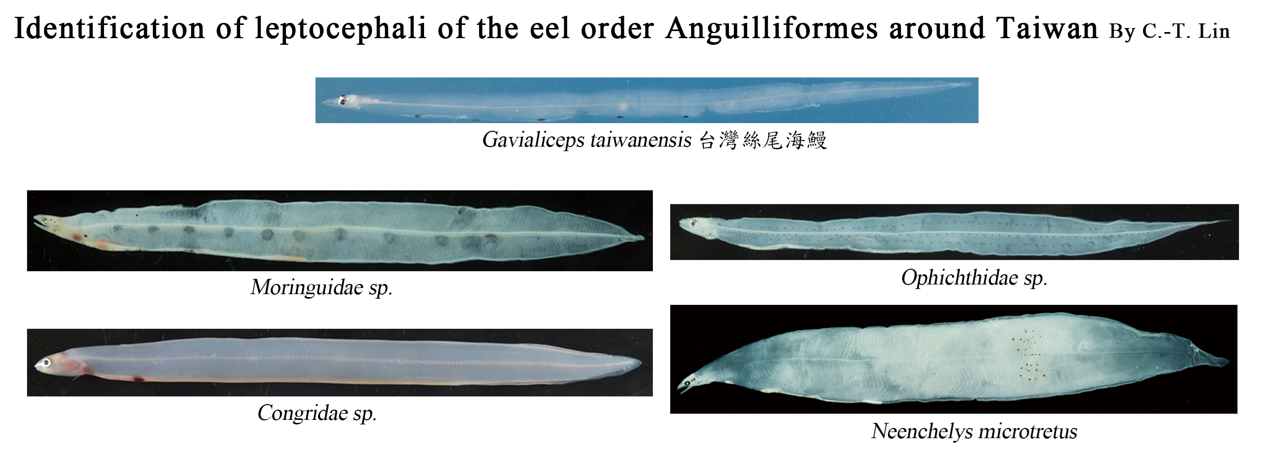 海洋生物多樣性